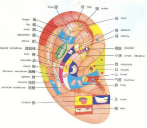 map of auricular acupuncture points